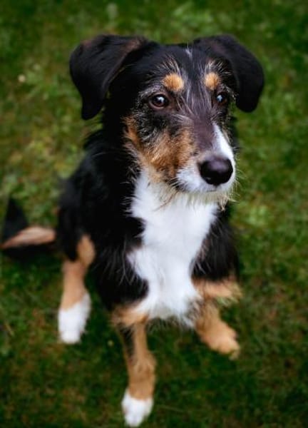 Junghund Skittle wartet in 59427 Unna