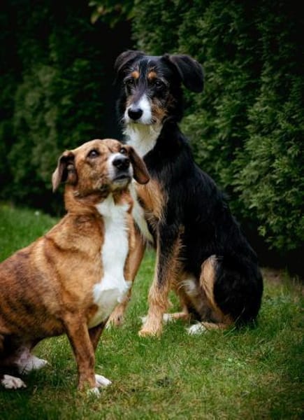 Junghund Skittle wartet in 59427 Unna