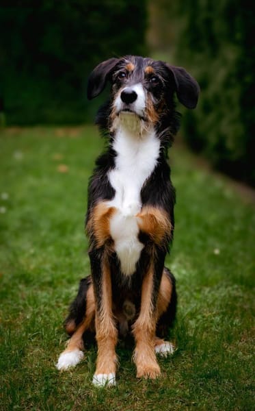 Junghund Skittle wartet in 59427 Unna