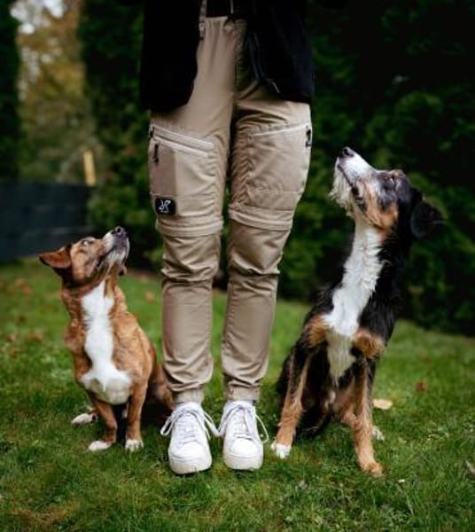 Junghund Skittle wartet in 59427 Unna