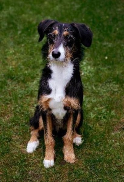 Junghund Skittle wartet in 59427 Unna