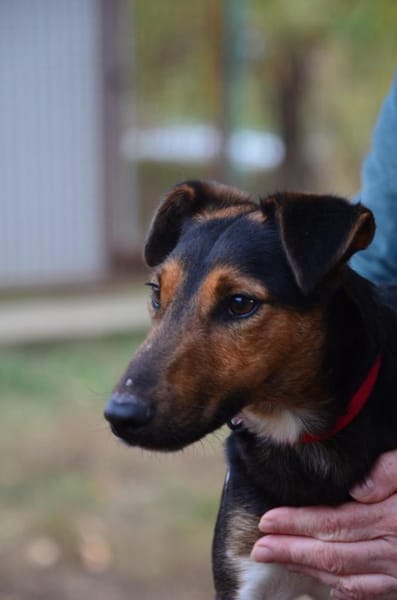 Liebenswerter Fixi in 47574 Goch