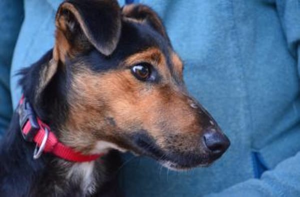 Liebenswerter Fixi in 47574 Goch