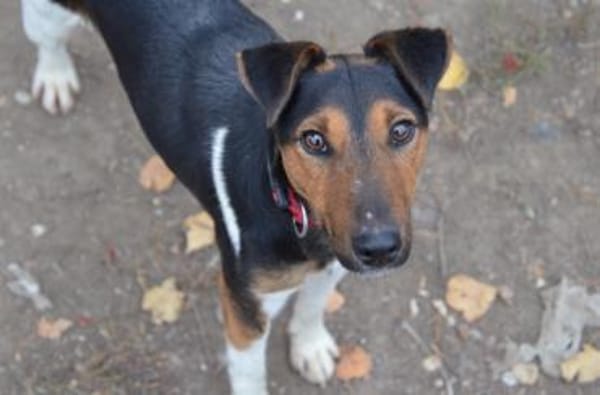 Liebenswerter Fixi in 47574 Goch