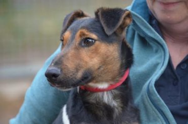 Liebenswerter Fixi in 47574 Goch