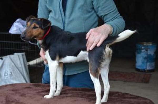 Liebenswerter Fixi in 47574 Goch