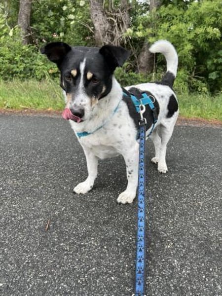 Jimmy sucht hundeerfahre Menschen