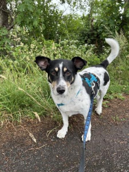 Jimmy sucht hundeerfahre Menschen