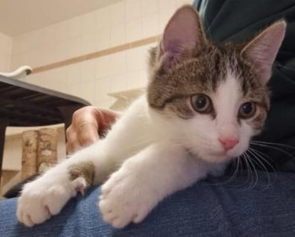 Flurry, süßer Jungkater