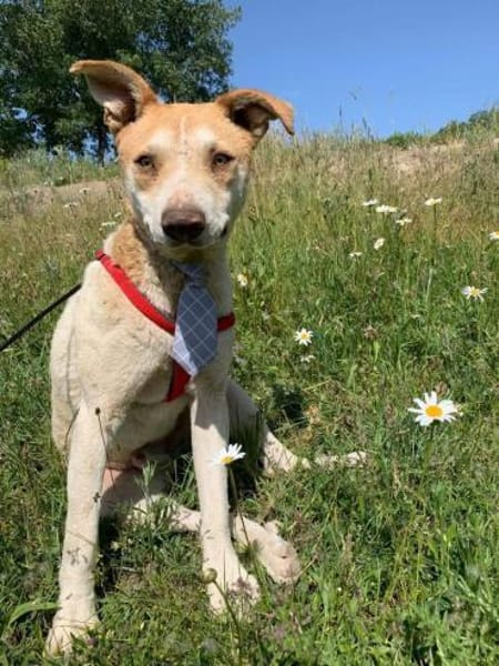 Arko - unser Sonnenschein sucht dich!