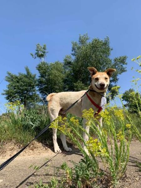 Arko - unser Sonnenschein sucht dich!