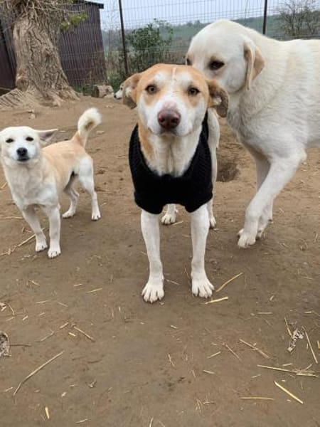 Arko - unser Sonnenschein sucht dich!