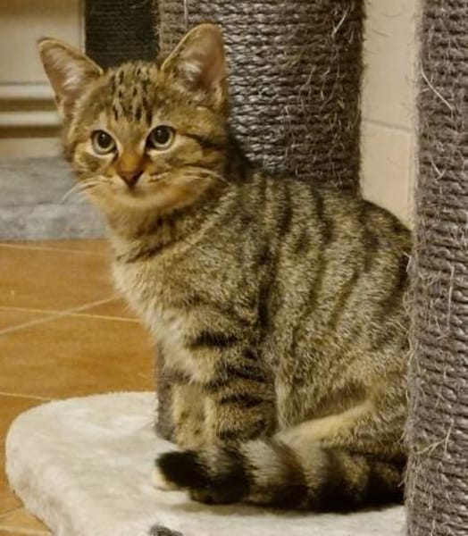 Jasmin, niedliche Jungkatze