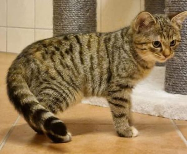 Jasmin, niedliche Jungkatze