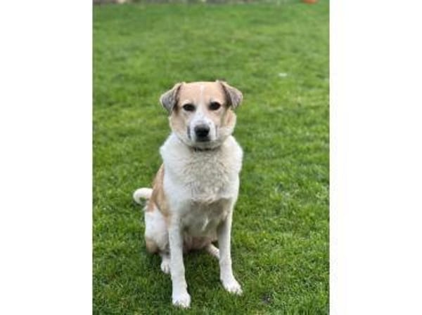 Wanya - wartet in 76477 Elchesheim-Illin