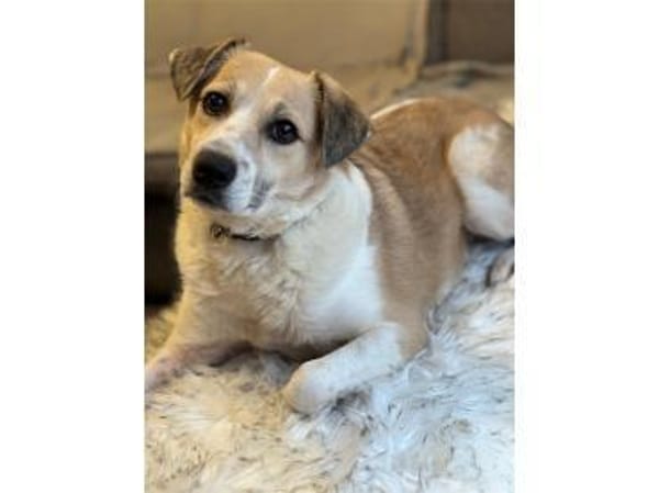 Wanya - wartet in 76477 Elchesheim-Illin