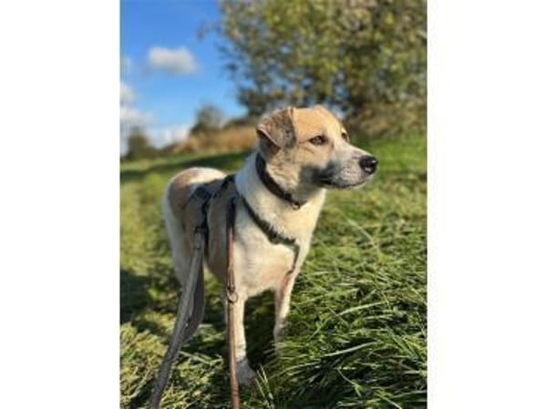 Wanya - wartet in 76477 Elchesheim-Illin