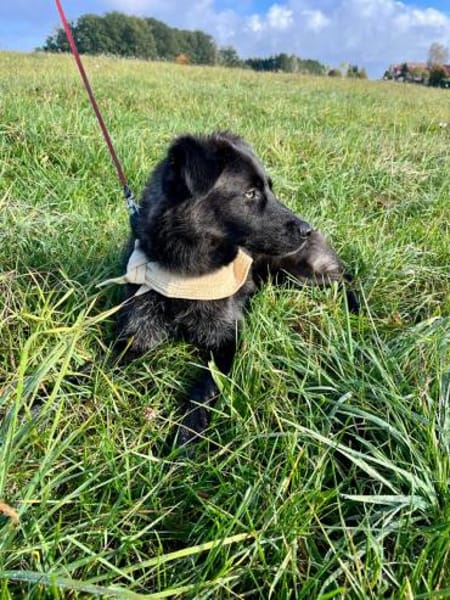 Elli  Traumhund für Herzmenschen