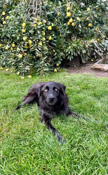 Elli  Traumhund für Herzmenschen