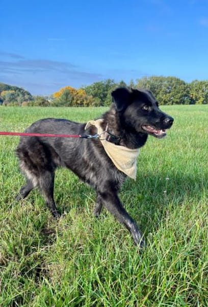 Elli  Traumhund für Herzmenschen