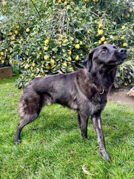 Elli  Traumhund für Herzmenschen