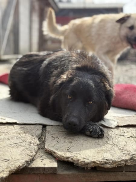 Elli  Traumhund für Herzmenschen