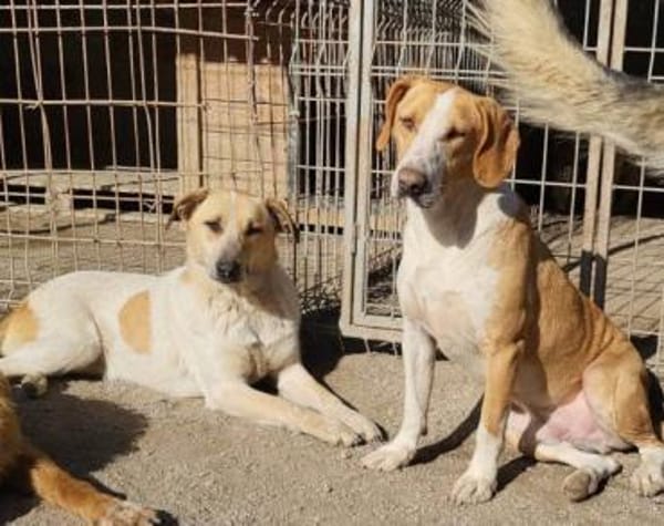 Toni - auf Pflegestelle in 47652 Weeze