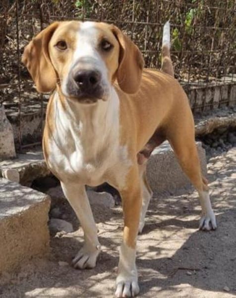 Toni - auf Pflegestelle in 47652 Weeze