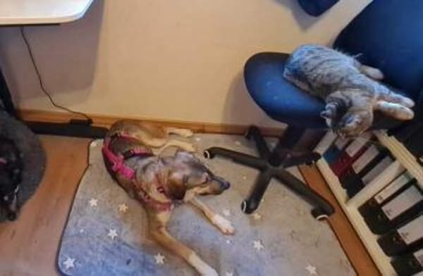 SISSY * liebevoll und verschmust