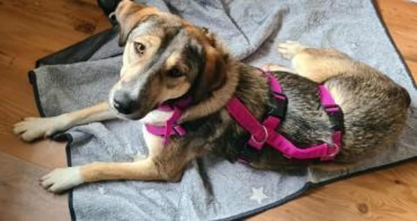 SISSY * liebevoll und verschmust