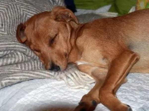 CANDELA - auf Pflegestelle in Berlin