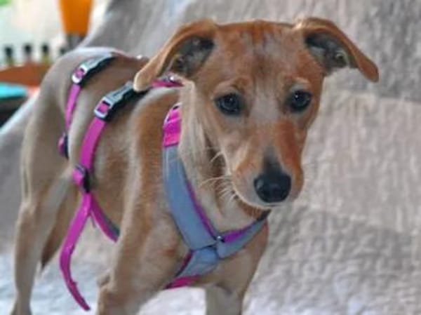 CANDELA - auf Pflegestelle in Berlin