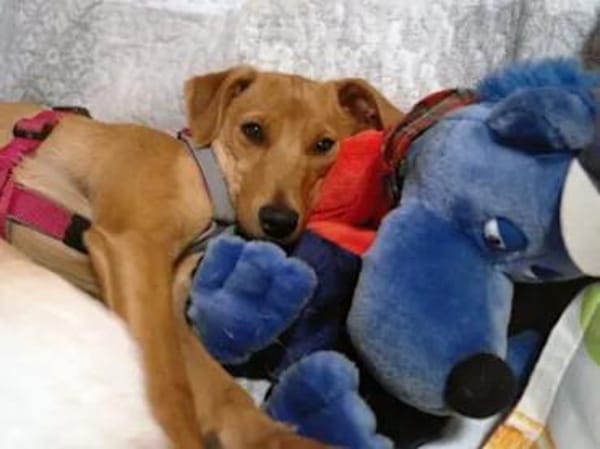 CANDELA - auf Pflegestelle in Berlin