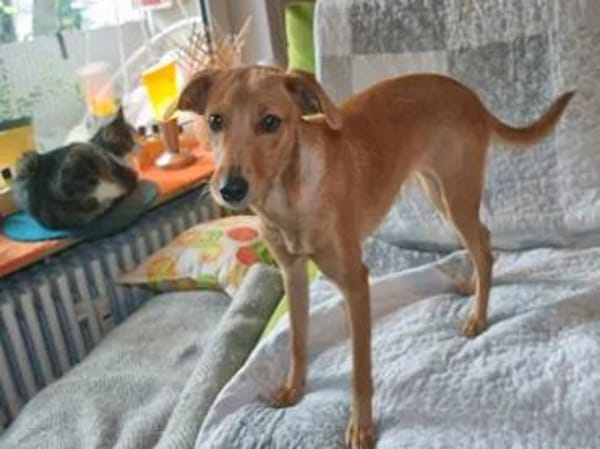 CANDELA - auf Pflegestelle in Berlin