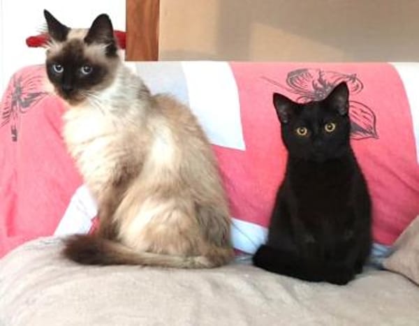 IGNATZ - unser gemütlicher Siamkater -