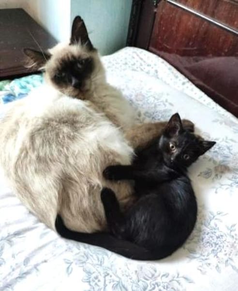 IGNATZ - unser gemütlicher Siamkater -