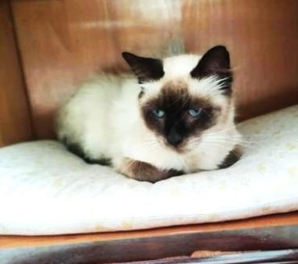 IGNATZ - unser gemütlicher Siamkater -