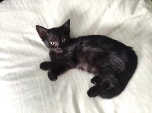 IGNATZ - unser gemütlicher Siamkater -