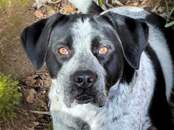 MERCEDES - aus dem Canile gerettet