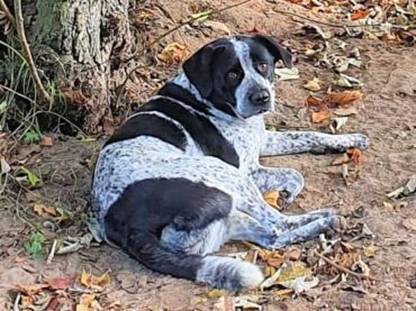 MERCEDES - aus dem Canile gerettet