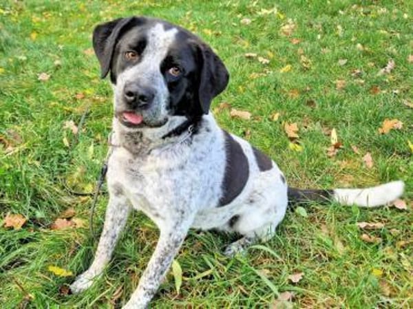 MERCEDES - aus dem Canile gerettet