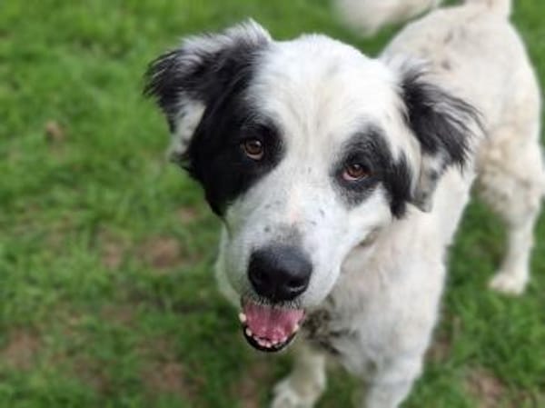 Falco su. hunderefahrene Menschen