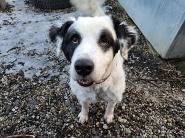 Falco su. hunderefahrene Menschen