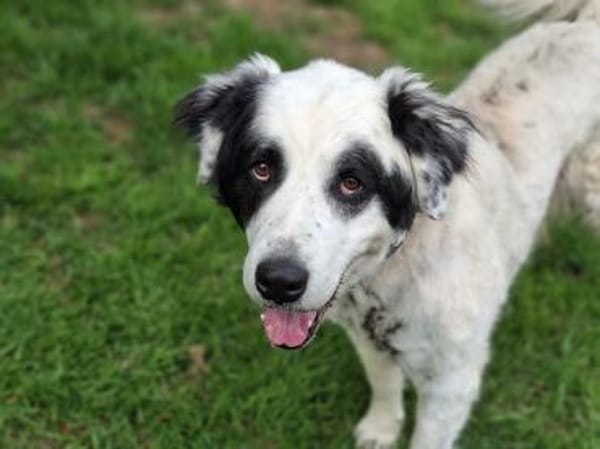 Falco su. hunderefahrene Menschen