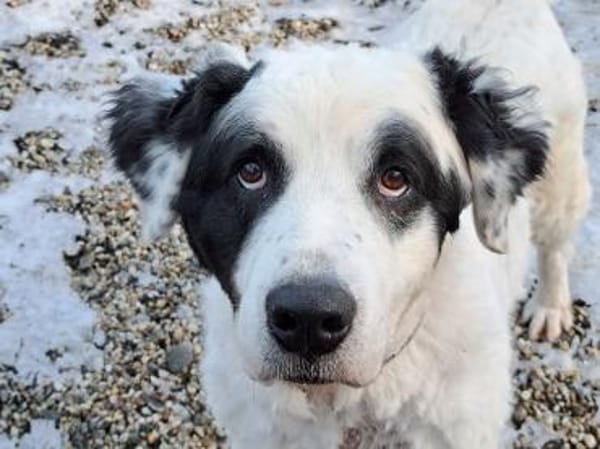 Falco su. hunderefahrene Menschen