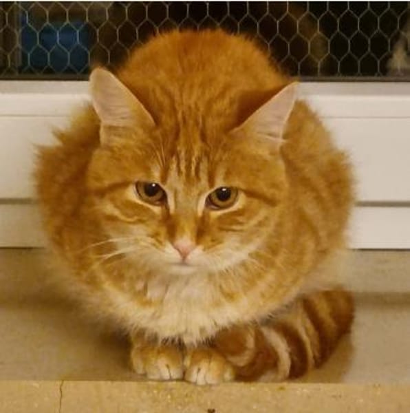 Toffee, süßer Jungkater