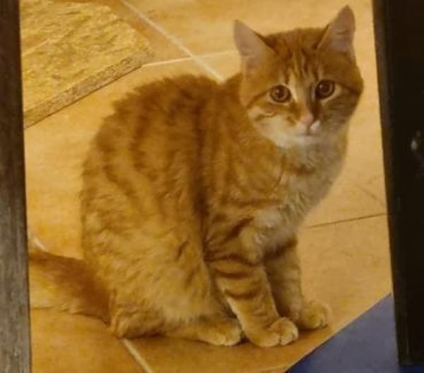 Toffee, süßer Jungkater