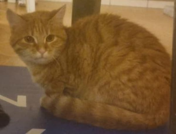 Toffee, süßer Jungkater