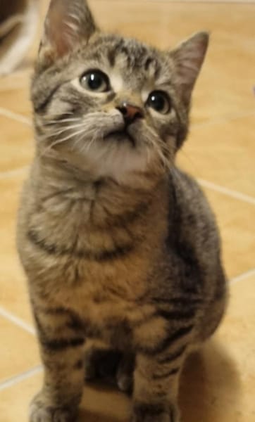 Mac, süßer Jungkater