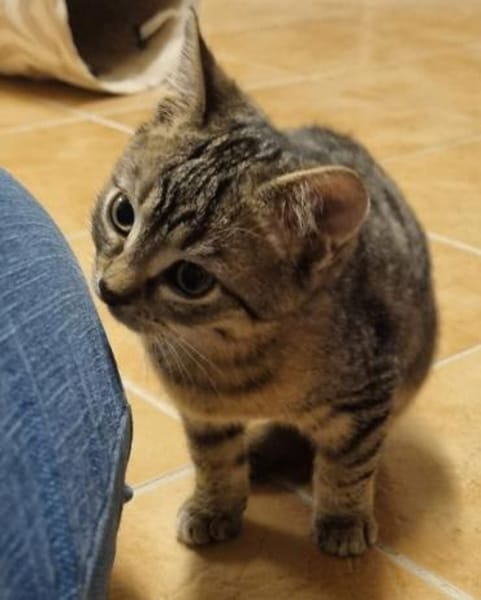 Mac, süßer Jungkater